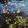 Meanchen Pond Netting 15 X 20 FT,Pond Netting for Leaves,Pond
