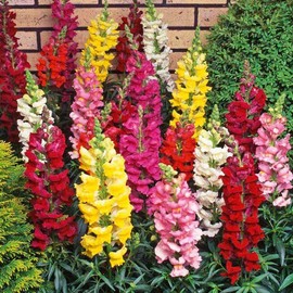 5000+ Mix Snapdragon Flower Seeds for Planting, Beautiful Flowers to Plant in Your Garden; Non-GMO Heirloom Seeds; Wonderful Gardening Gifts