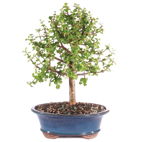 Brussel's Live Jade Indoor Bonsai Tree - 7 Years Old; 8" to 12" Tall with Decorative Container