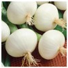 Everwilde Farms - 1/4 Lb Crystal White Wax Onion Seeds