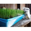 Non-GMO, Thunder Acres Premium Wheat Seed, Cat Grass Seed, Wheatgrass,