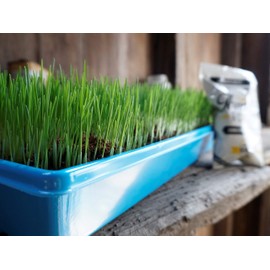 Non-GMO, Thunder Acres Premium Wheat Seed, Cat Grass Seed, Wheatgrass, Hard Red Winter Wheat (2 lbs.)