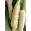 King Silver King Sweet Corn Seeds (50) / ORGANIC /
