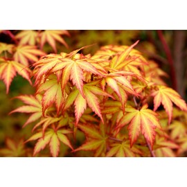 Little Sango Dwarf Coral Bark Japanese Maple Acer palmatum 'Little Sango' Coral Red Bark is Bright Red, Year Round Beauty Live Plant