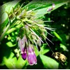 Russian Comfrey Bocking-14 Cultivar, 1 Cuttings for Growing Your Own