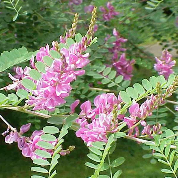 Palm Beach Medicinal Herbs - True Indigo (Indigofera tinctoria) -