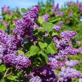 Mixed Lilac Seeds for Planting - 200 Mixed Lilac Tree Seeds Non-GMO Miniature Lilac Bushes Ready to Plant Fragrant Flowers Perennial Bush Plants