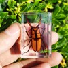 12 Pcs Real Bug Specimens Transparent Resin Science Education Classroom