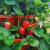 Vertical Gardening Stackable Planter - Build Simple Stacking Gardens or