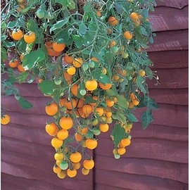 Tomato Tumbling Tom Yellow Hybrid Great Garden Vegetable by Seed Kingdom (100 Seeds)