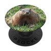 Groundhog Day Cute Woodchuck, Marmot