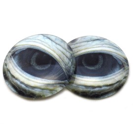 Lidded Sea Turtle Glass Eyes Realistic Animal Pair for Reptile Art Doll Parts, Sculpture, Prop, Mask Crafts, Fursuit Cosplay, Jewelry Making Cabochons, Taxidermy Supplies, and More (10mm)
