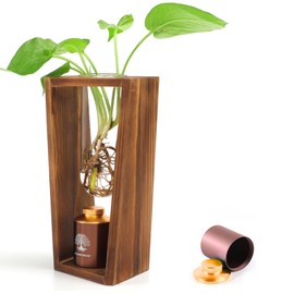 ChoiHeiy Plant Urn with Hydroponics Glass Vase, Small Urns for Human Ashes Keepsake, Memorial Keepsake Urn for Human Ashes, Mini Urns for Human Ashes Keepsake, Small Urn for Ashes, Wooden Desk Decor