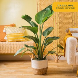 Costa Farms Costa Farms White Bird of Paradise, Live Indoor Plant in Nursery Plant Pot, Potting Soil Mix, Tropical Air Purifying Houseplant, Home and Office Decor, Unique Plant Gift, 3-4 Feet Tall