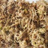 Yilotuce 5.5oz Sphagnum Moss for Plants, Premium Compressed Sphagnum Moss