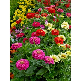 State Fair Mix Zinnia Flower Seeds for Planting, 100+ Seeds Per Packet, (Isla's Garden Seeds), Non GMO & Heirloom Seeds, Scientific Name: Zinnia elegans, Great Home Garden Gift