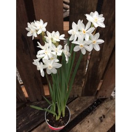 40 Ziva Paperwhites Ready to Grow!- Indoor Narcissus: Narcissus Tazetta: Nice, Healthy Bulbs for Holiday Forcing!!