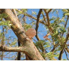 gesundo Organic Fibre Powder Fibregum - Organic Acacia Fibre - 200 g Tin