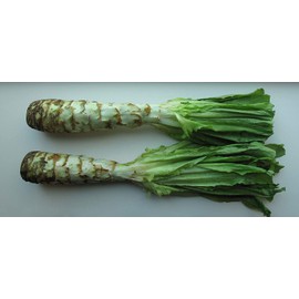NIKA SEEDS - Vegetable Asparagus Lettuce Leaf Heirloom for Salads - 1000 Seeds