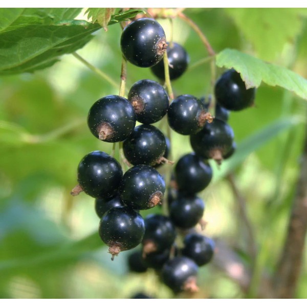 gemlite.com Black Currant (Cassis) Essential Oil, all natural, BIG 16
