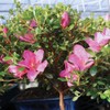 Brussel's Bonsai Live Satsuki Azalea Bonsai, Outdoor, Live Flowering Bonsai