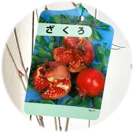 Pomegranate Seedlings, Pomegranate, 4.7 inches (12 cm) Pot Seedlings, Pomegranate, Seedlings