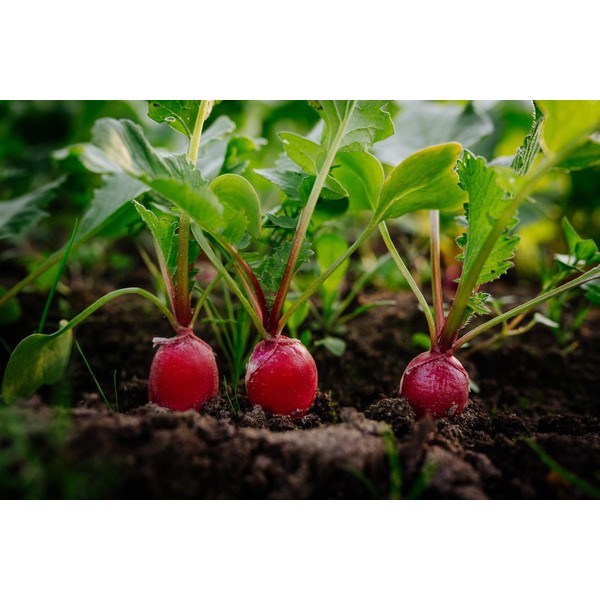 TomorrowSeeds - Fire Candle Radish Seeds - 300+ Count -