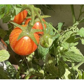 Own Organically Farm Grown "NEW" ORGANIC *2024* BUMBLE BEE CHERRY TOMATO 25 SEEDS SWEET TOMATO SUMMER 2024*