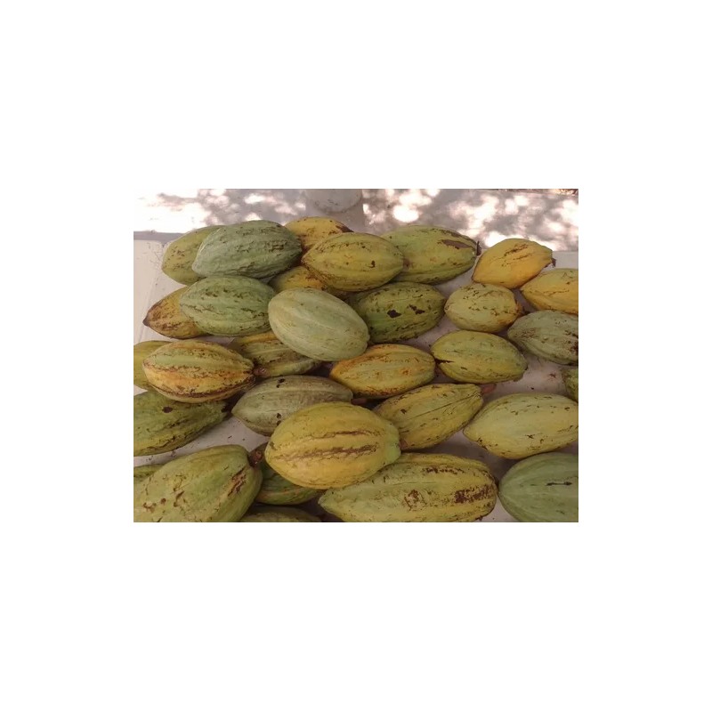 7 Kilos De Cacao Seco Grano Agroecologico Comalcalco Tabasco