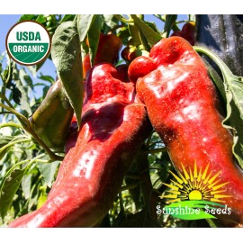 sunshine seeds California Chile Pepper Seeds (30) / Spicy / Organic / FL GROWN