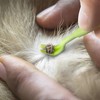 Tick Remover Tool - Safe & Easy Tick Remover for