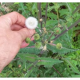 Spiny Sow Thistle/Sonchus Asper - 50 Seeds (Organically Grown)