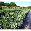 Tenax 100522964 Hortonova Plant Trellis Net White 48inx16ft