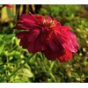 TomorrowSeeds - Meteor Burgundy Zinnia Seeds - 900+ Count -