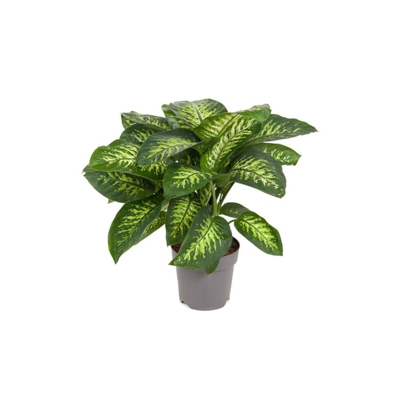 Expert Dumb Cane Plant Potting Soil Mix by Gardenera -