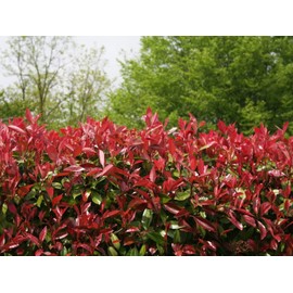 Photinia Red Tip | 2 Large Gallon Size Plants | Photinia x Fraseri | Evergreen Landscape Hedge Shrub