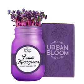 Urban Bloom Hydroponic Herb Growing Kits - Purple Microgreens - Indoor Garden System in a Mason Jar - Herb Garden Kit for Indoor Greenhouse - Indoor Plant Hydroponic Growing System w/Fresh Herb Seeds