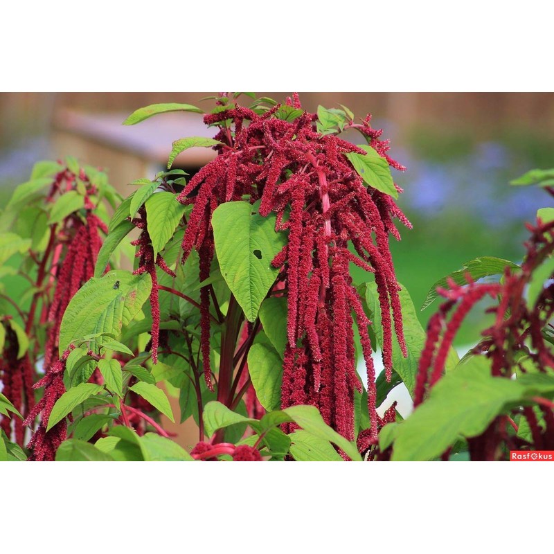 NIKA SEEDS - Flowers Red-Tailed Amaranth - 750 Seeds