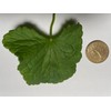 Gotu Kola Oil by Maui Medicinal Herbs