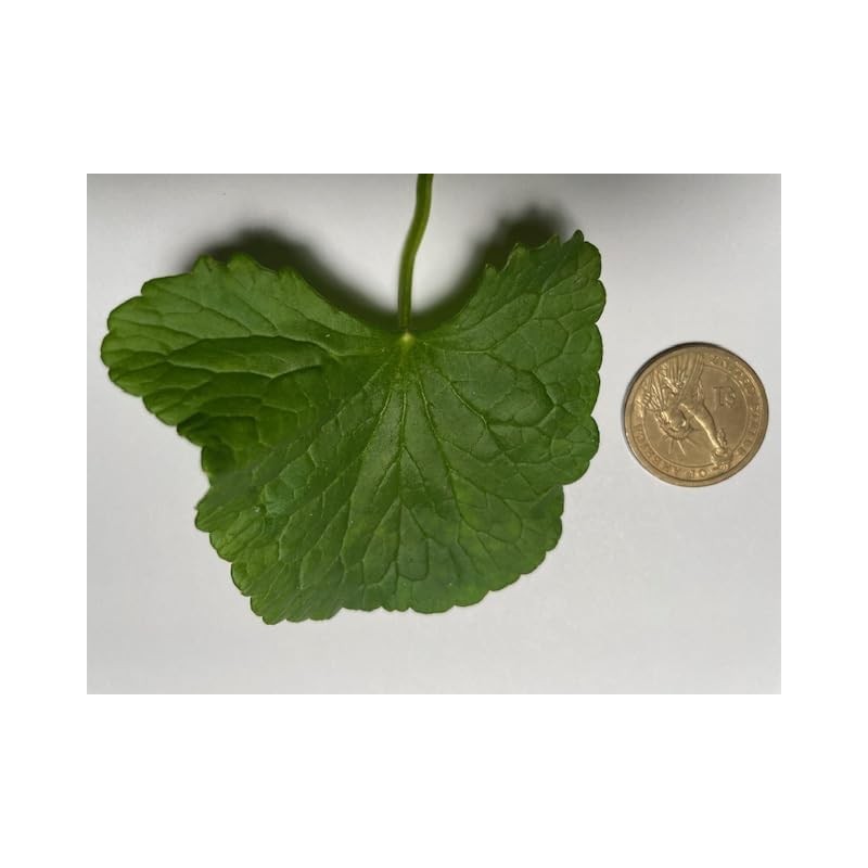 Gotu Kola Oil by Maui Medicinal Herbs