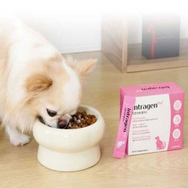 Logipro Pet Dog Pet Cat Intragen Probiotics 30 Packets Cat Probiotics Dog Probiotics Pet Dog Nutritional Supplements Pet Cat Nutritional Supplements / 로지프로 애완견 애완묘 인트라젠 유산균 30포 고양이유산균 강아지유산균 반려견영양제 반려묘영양제