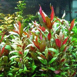 3xAlternanthera Lilacina Plants, Live Aquarium Plant | Deep Purple & Red Aquatic Stem Plant for Stunning Aquascapes