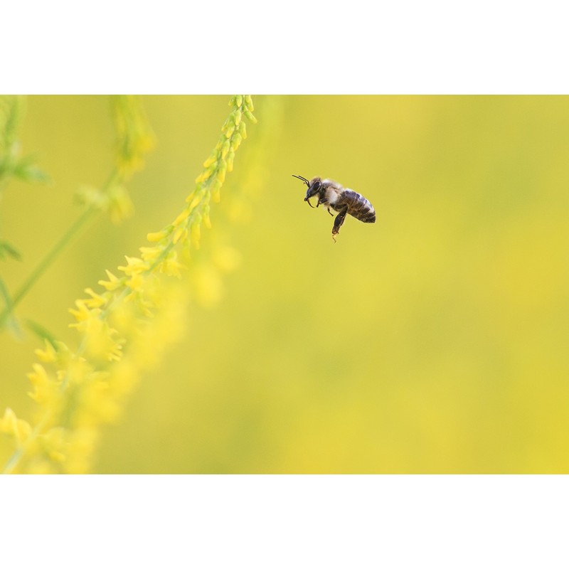 Yellow Sweet Clover 10,000 Non GMO Seeds by OrOlam