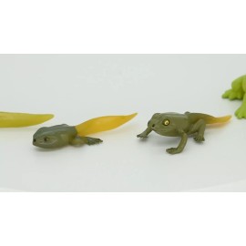 CWG Frog Life Cycle, Educational, Figure, Realistic Plastic Model Toys, Set of 5