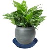 Plant Saucer Blue Ceramic Deep Pot Tray - 2 Pack
