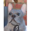 Vivid Arts (Blue French Bulldog Sitting
