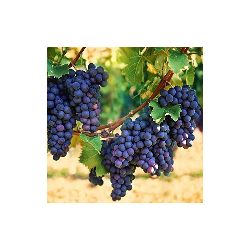 Wine Grape Vine Seeds for Planting - 100+ Seeds -