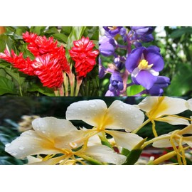 Ginger Plant Roots, Red, White, and Blue, 3 Pack, 2-4 Inches Each