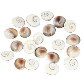 Gomti Chakra Gomati for Lakshmi Pooja Gomti Chkra for Diwali Puja Item Pack of 11 Pcs