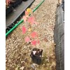 Unbranded Set 2 Trident Maple Trees - 6 to 12